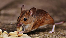 24 Hour & Emergency Exterminators in Niantic, PA